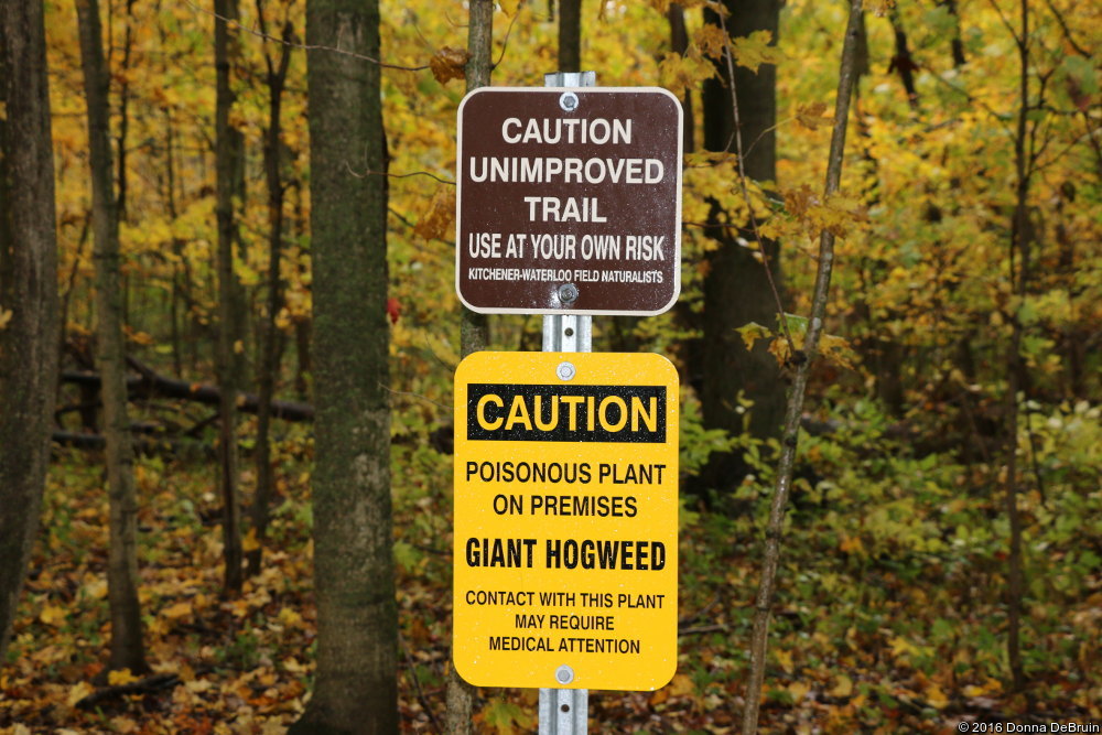 Giant Hogweed Sign