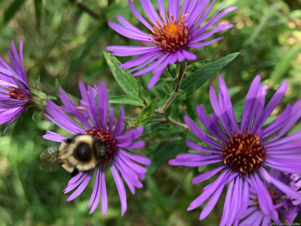 Bee On Aster