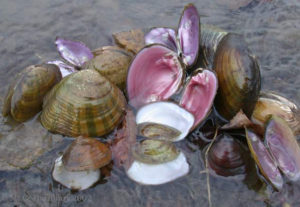 pc_mussels