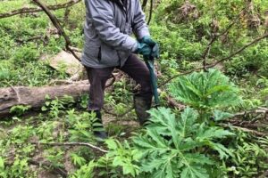 Giant Hogweed Monitoring at Montgomery 2021
