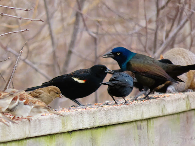 House Sparrow, Red-winged Blackbird, Brown-headed Cowbird, Common Grackle