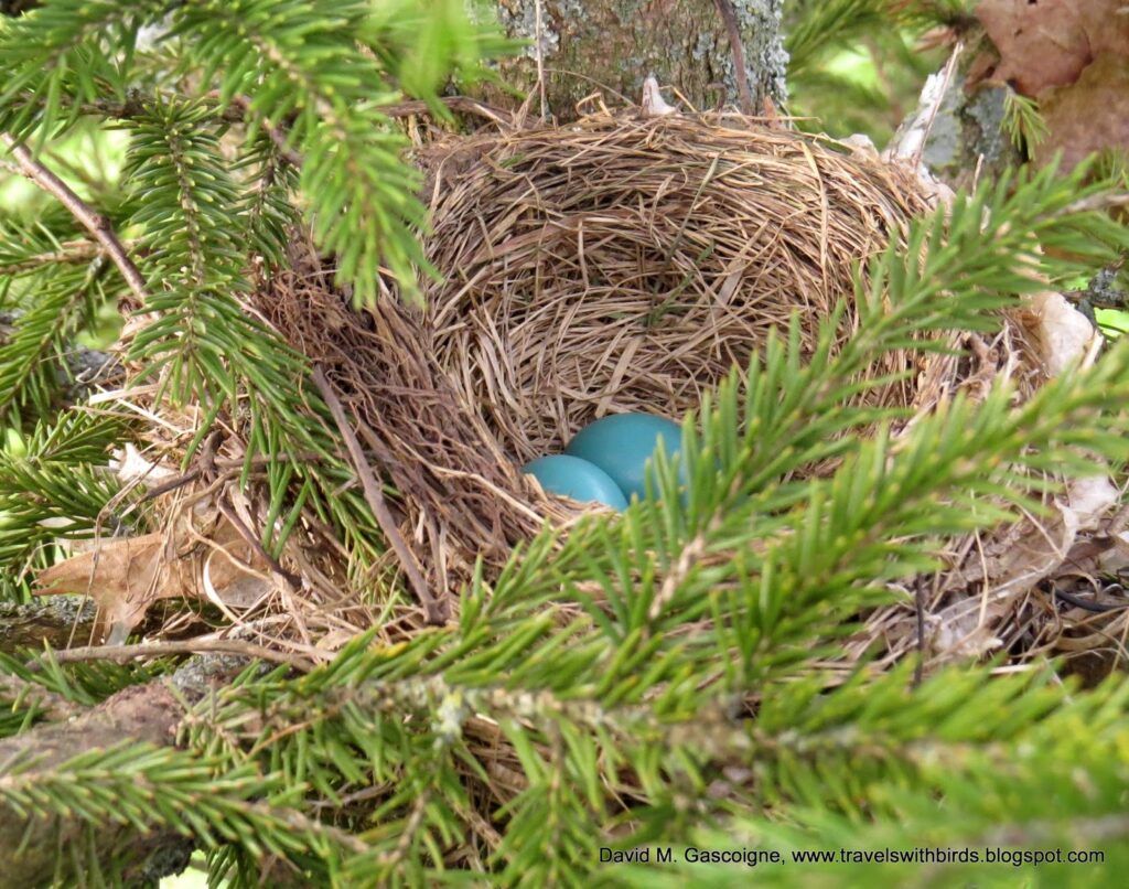Robin nest with eggs