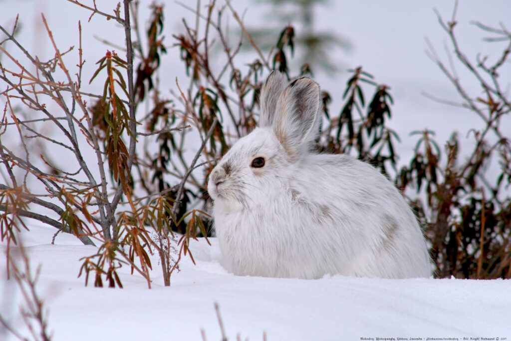 Canada Lynx and Snowshoe Hare Populations in Yukon Waterloo Region Nature