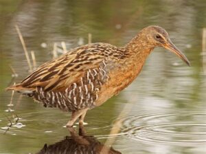 A King Rail bird wading in water
