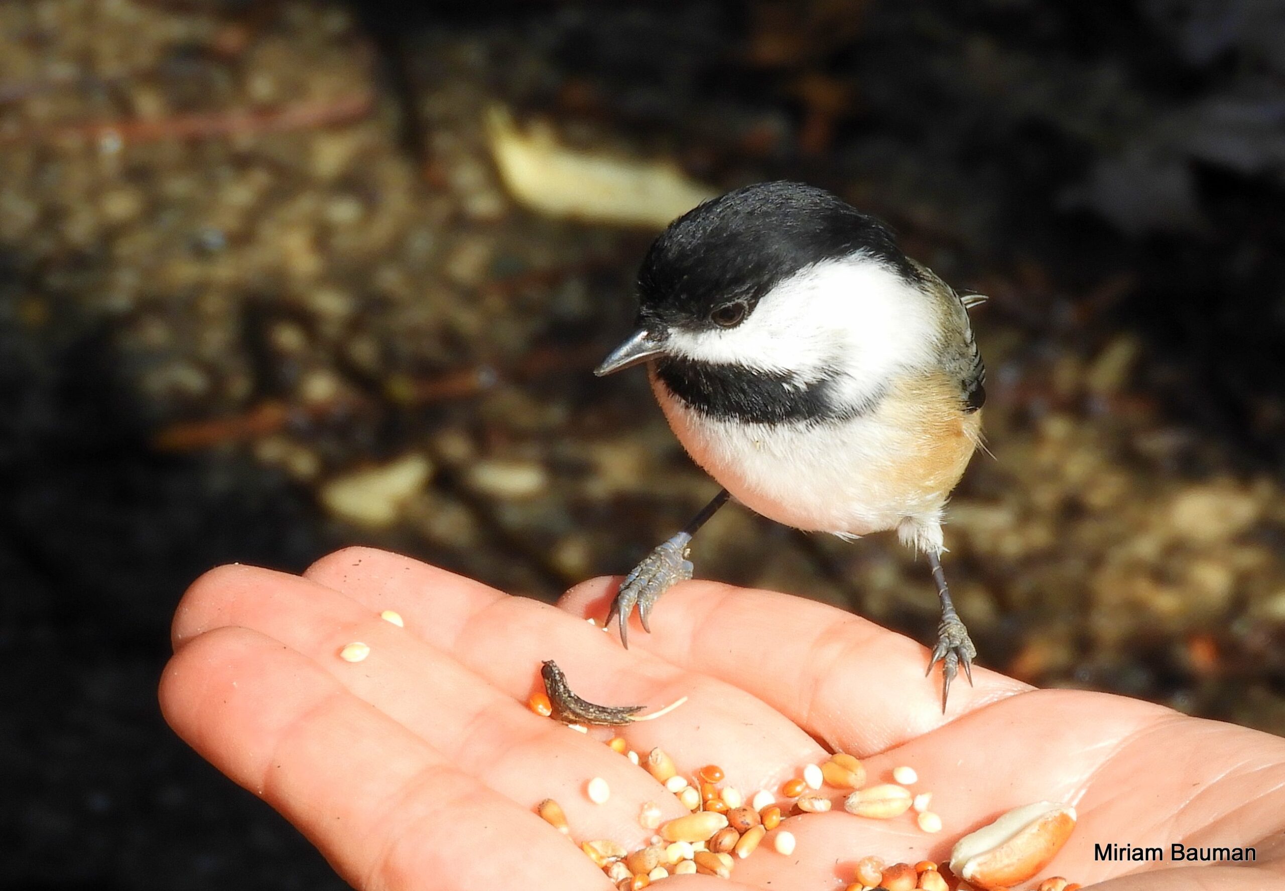 Chickadee eating from a person's hand