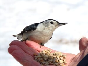 Nuthatch eating from a person's hand